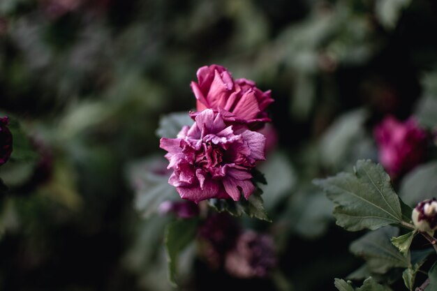 Closeup foto de una hermosa flor morada