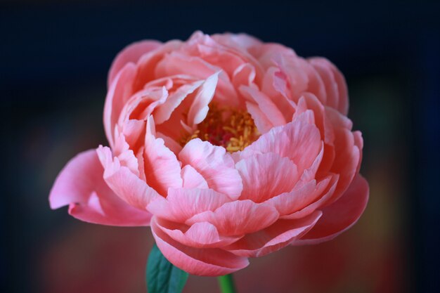Closeup foto de una hermosa flor de peonía de pétalos de rosa sobre un fondo borroso