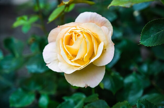Closeup foto de hermosa flor rosa amarilla que florece en un jardín.