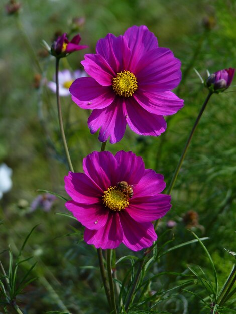 Closeup foto de una hermosa flor rosa Cosmos