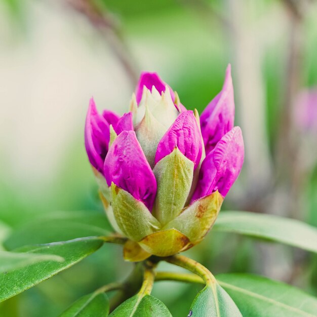 Closeup foto de una hermosa flor silvestre que florece en un campo con algo de rocío de la mañana en él