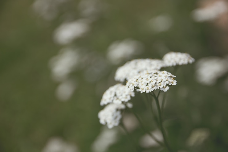 Foto gratuito closeup foto de hermosa vegetación blanca en un bosque con un fondo borroso