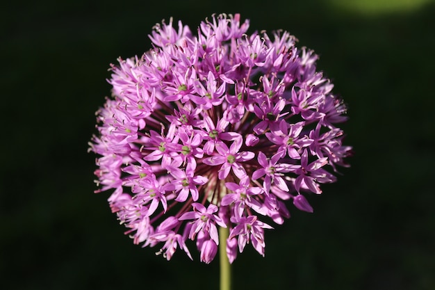 Closeup foto de hermosas flores de allium rosa