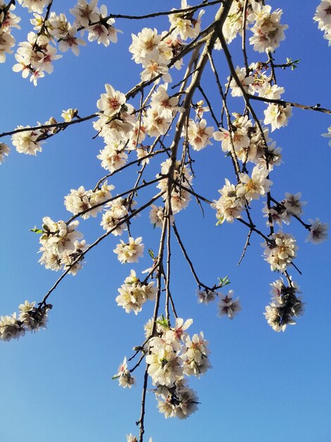 Closeup foto de hermosas flores blancas en almendros y un cielo azul