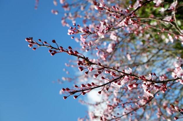 Closeup foto de hermosas flores de cerezo de pétalos de rosa sobre un fondo borroso