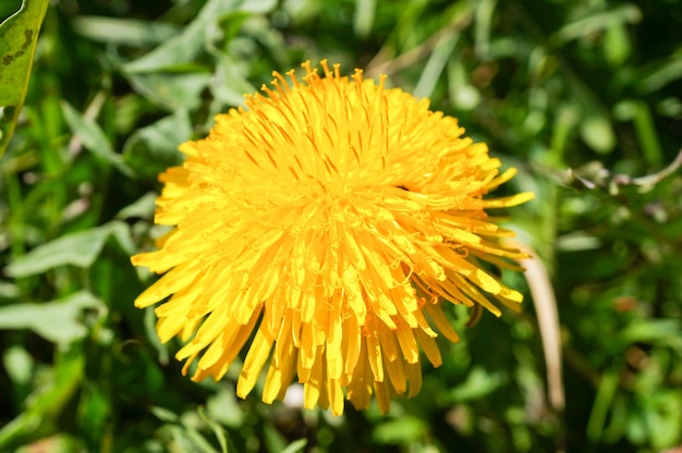 Closeup foto de hermosas flores de diente de león amarillo