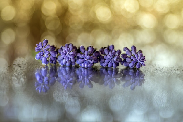 Closeup foto de hermosas flores de jacinto de uva púrpura