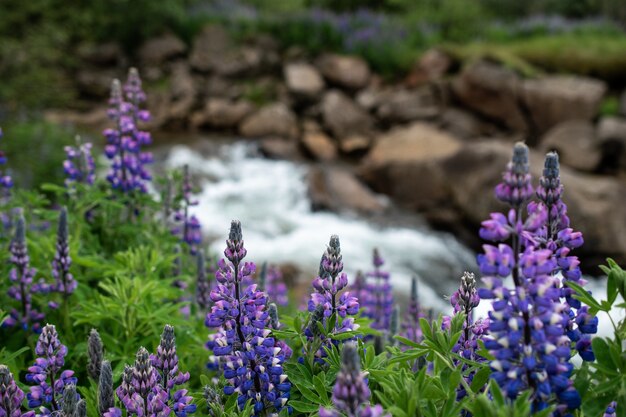 Closeup foto de hermosas flores de lavanda de hoja de helecho púrpura cerca del río
