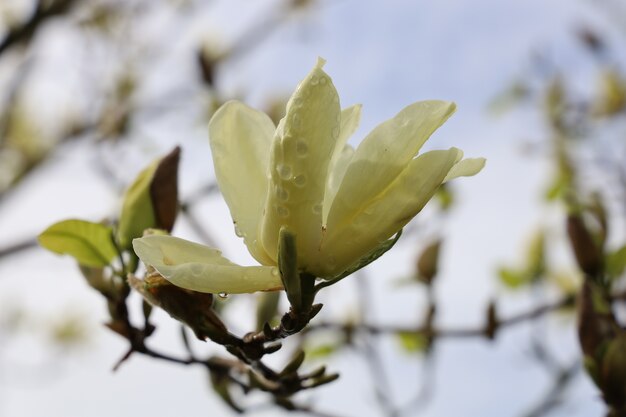 Closeup foto de hermosas flores de magnolia en un borroso