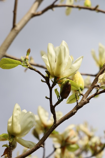 Foto gratuita closeup foto de hermosas flores de magnolia