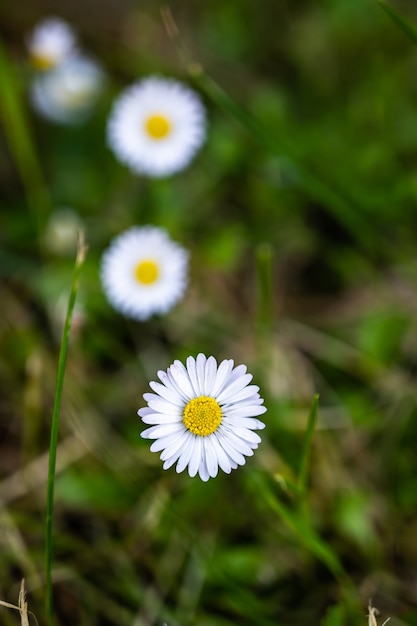 Closeup foto de hermosas flores de margarita blanca