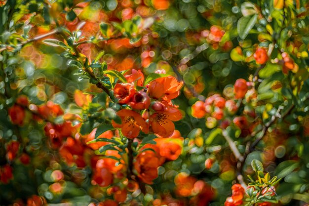 Closeup foto de hermosas flores naranjas bajo la luz del sol