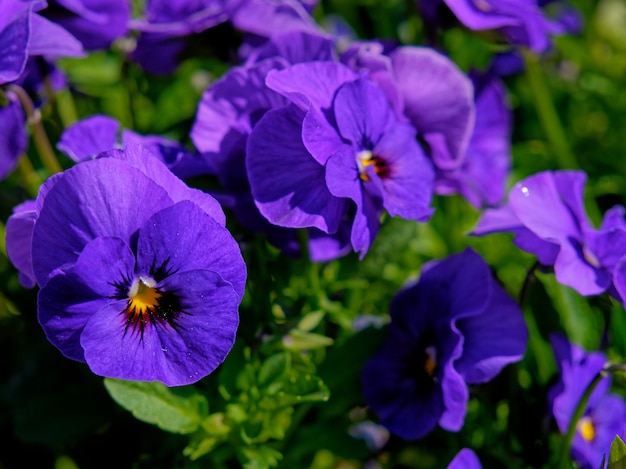 Closeup foto de hermosas flores de pensamiento púrpura en un campo