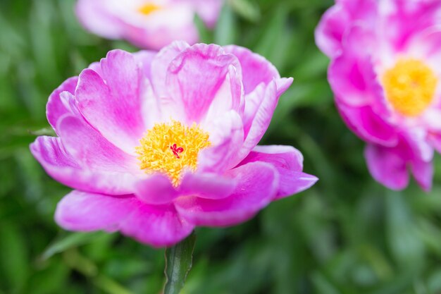 Closeup foto de hermosas flores de peonía común púrpura en un jardín.