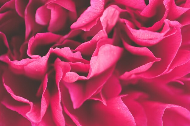 Closeup foto de hermosas flores de pétalos de rosa