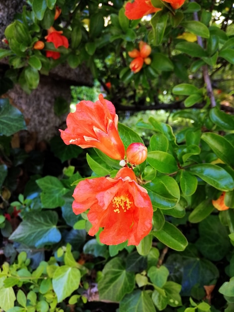 Closeup foto de hermosas flores rojas de Caesalpinia en un jardín.