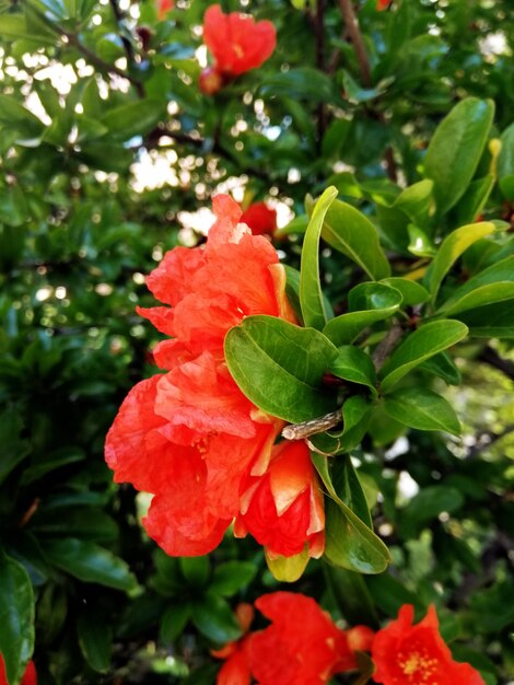 Closeup foto de hermosas flores rojas de Caesalpinia en un jardín.