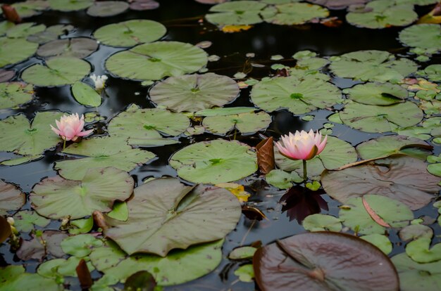 Closeup foto de hermosas flores rosadas Nymphaea nelumbo en el agua con hojas grandes