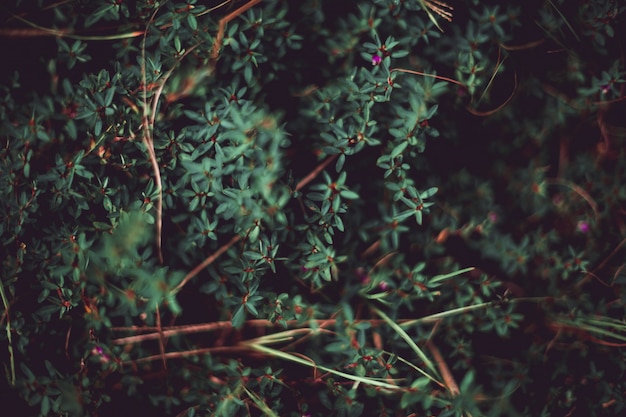Foto gratuita closeup foto de hermosas hojas gruesas en un bosque salvaje