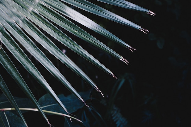 Foto gratuita closeup foto de hermosas hojas puntiagudas de una exótica planta tropical