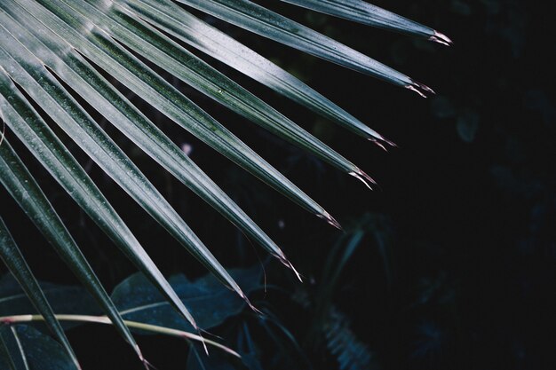 Closeup foto de hermosas hojas puntiagudas de una exótica planta tropical