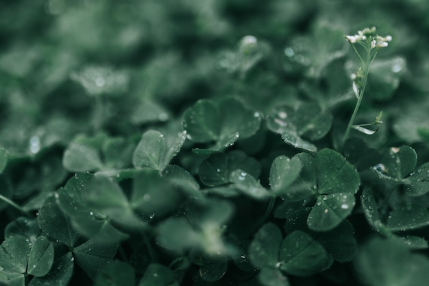 Closeup foto de hermosas hojas verdes en un bosque con rocío de la mañana sobre ellos después de una lluvia