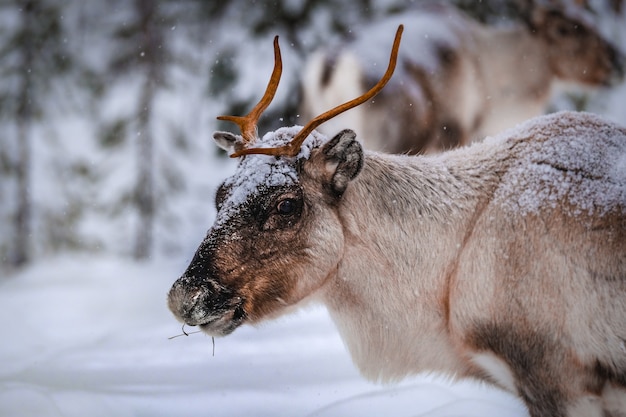 Closeup foto de un hermoso ciervo en el suelo nevado en el bosque en invierno