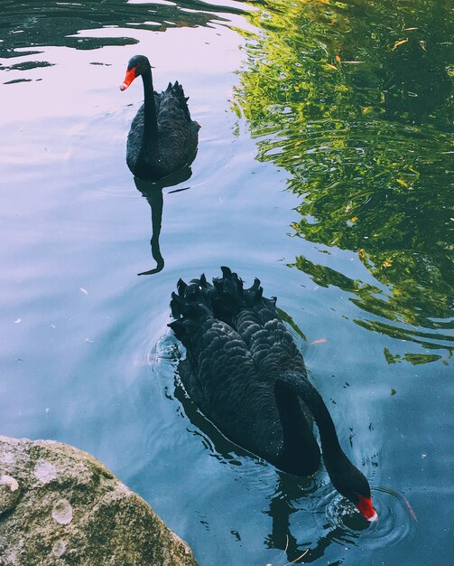 Closeup foto de hermoso cisne negro nadando en un lago