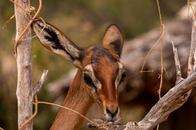 Closeup foto de un hermoso corzo entre los árboles capturados en Kenia, Nairobi, Samburu