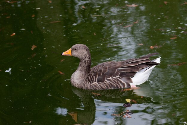 Closeup foto de un hermoso ganso gris flotando en el agua