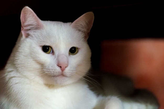 Closeup foto de un hermoso gato blanco con ojos verdes sentado a la sombra