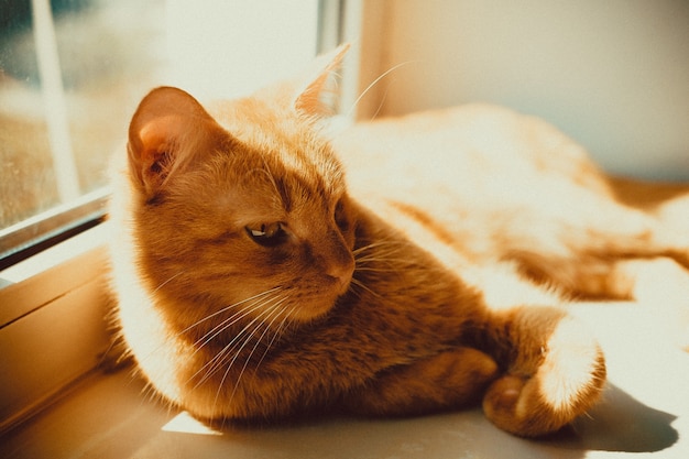 Closeup foto de un hermoso gato dorado acostado en el alféizar de la ventana