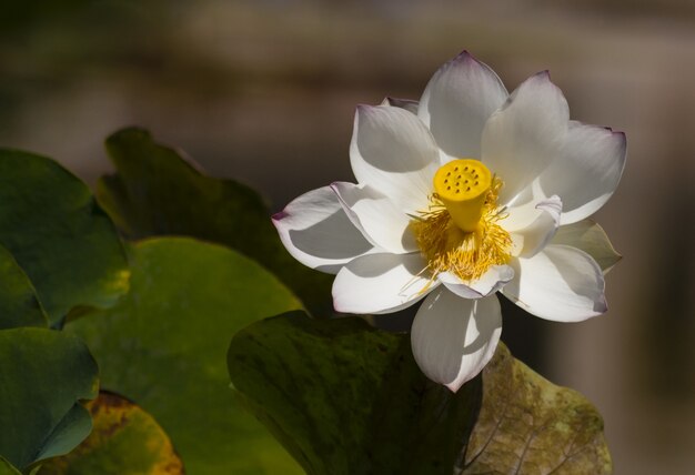 Closeup foto de un hermoso loto sagrado blanco