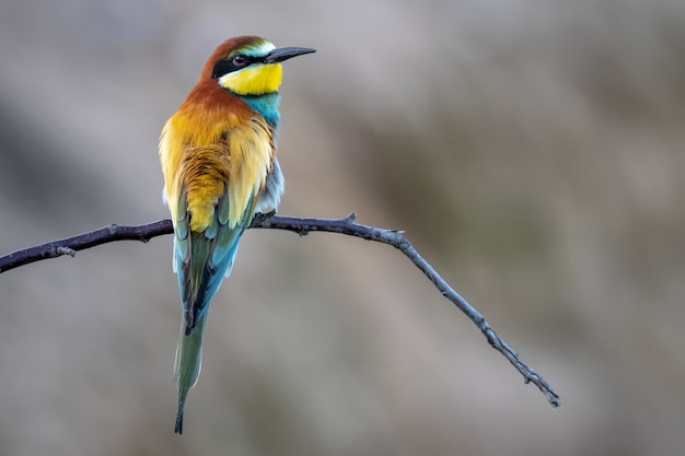 Closeup foto de un hermoso pájaro abejaruco posado en una rama de árbol sobre un fondo borroso