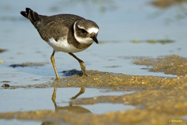 Closeup foto de un hermoso pájaro Dunlin agua potable en el lago