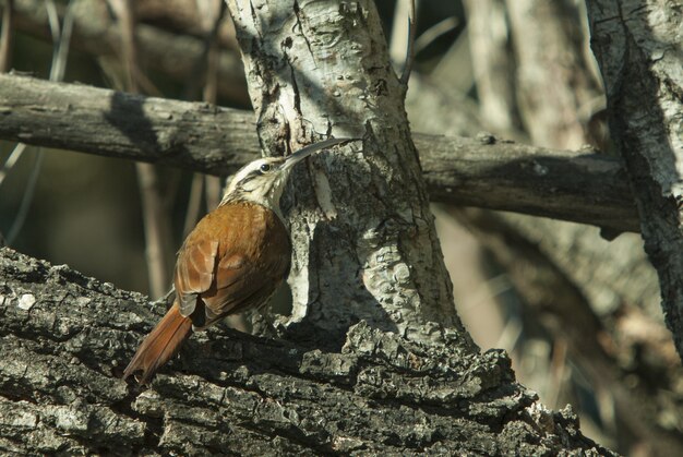 Closeup foto de un hermoso pájaro con un gran pico sentado en un tronco de madera