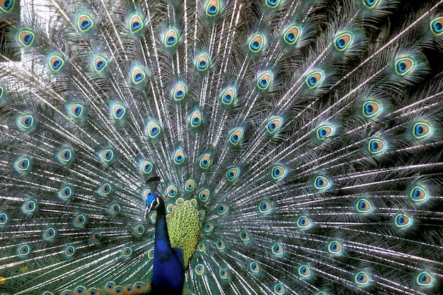 Closeup foto de un hermoso pavo real azul