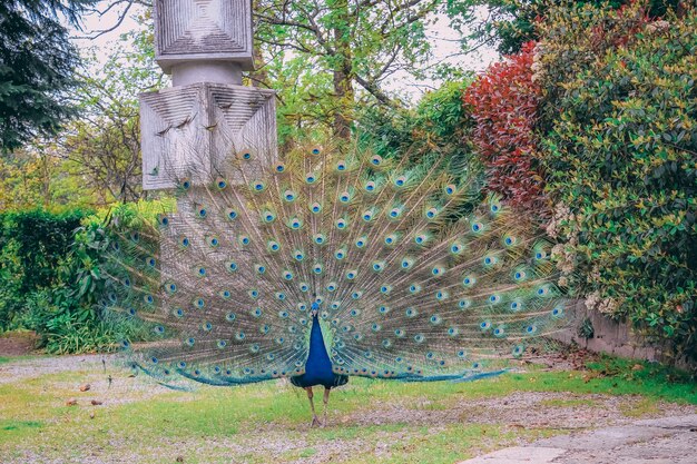 Closeup foto de un hermoso pavo real en el parque durante el día