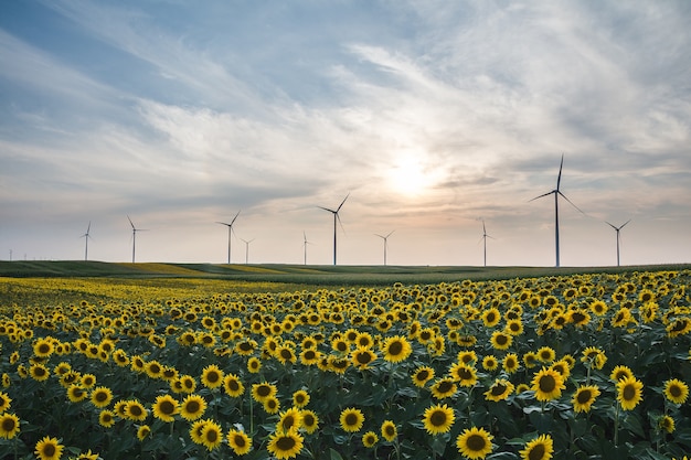 Closeup foto de hermosos girasoles y turbinas eólicas en un campo