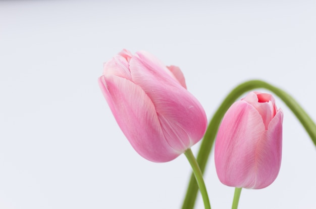 Closeup foto de hermosos tulipanes rosas sobre fondo blanco.