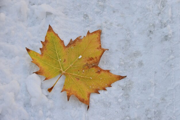 Closeup foto de una hoja de otoño amarilla en la nieve.