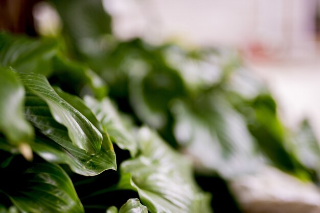 Closeup foto de hojas de plantas verdes con un fondo borroso