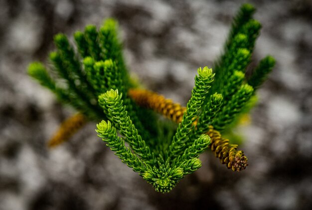 Closeup foto de hojas verdes frescas con borrosa