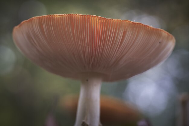 Closeup foto de un hongo russula Integra