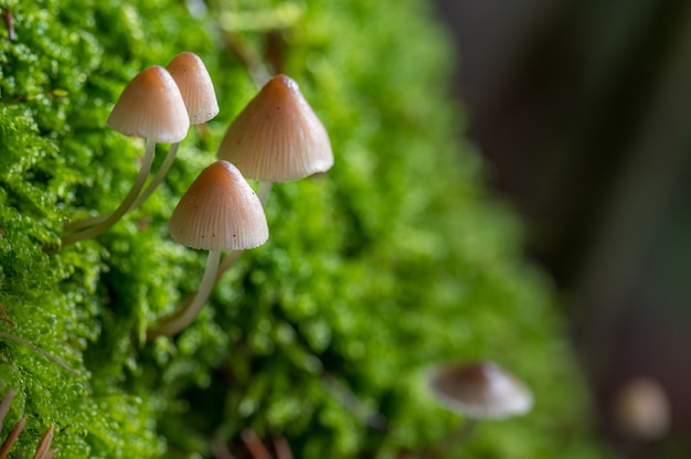 Foto gratuita closeup foto de hongos marrones cultivados en la hierba en un borroso