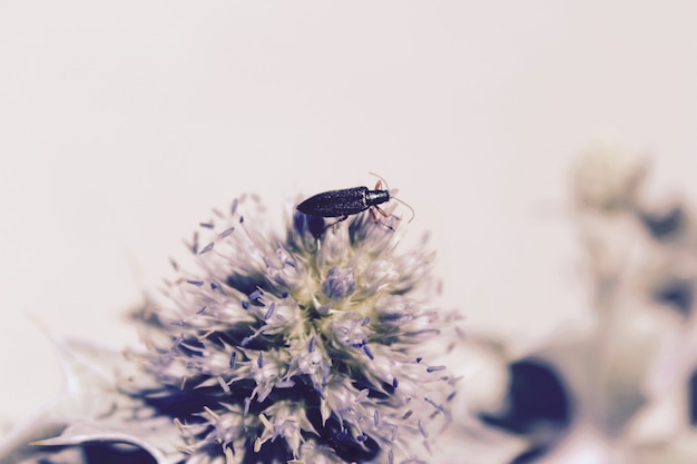 Foto gratuita closeup foto de un insecto púrpura en una flor