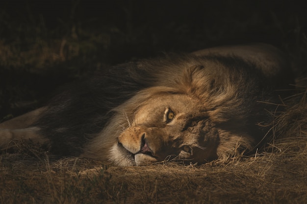 Closeup foto de un león tendido en un campo de hierba seca