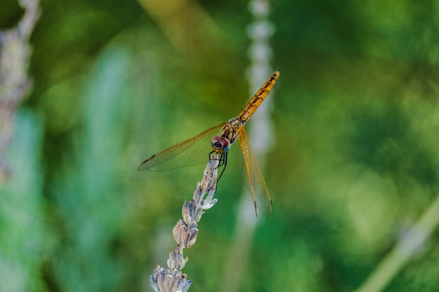 Closeup foto de una libélula dorada en una planta