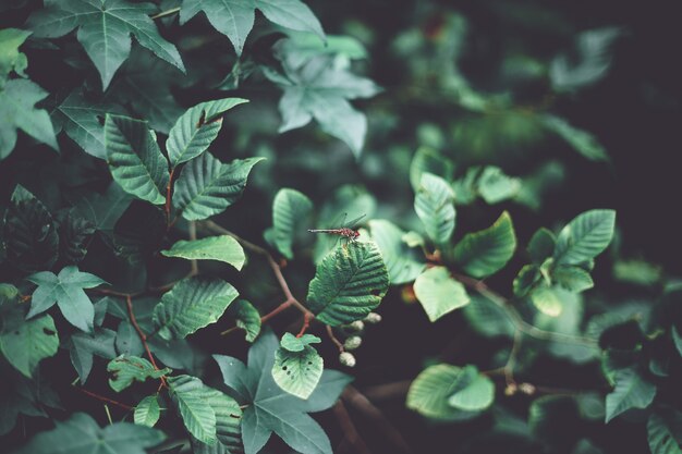 Closeup foto de una libélula en hermosas hojas verdes en un bosque