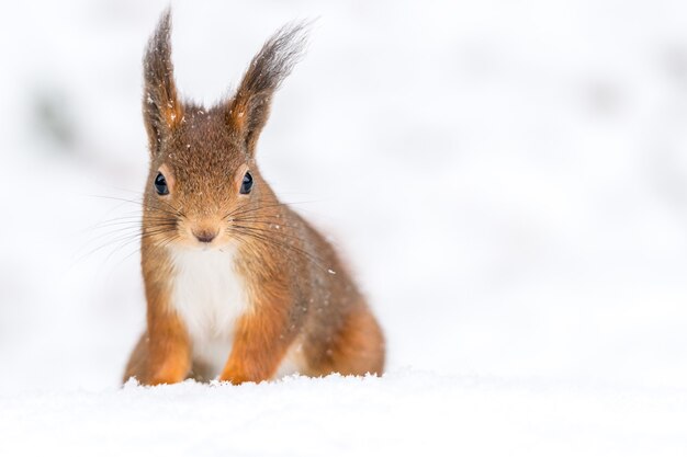 Closeup foto de una linda ardilla en el suelo nevado con un fondo borroso